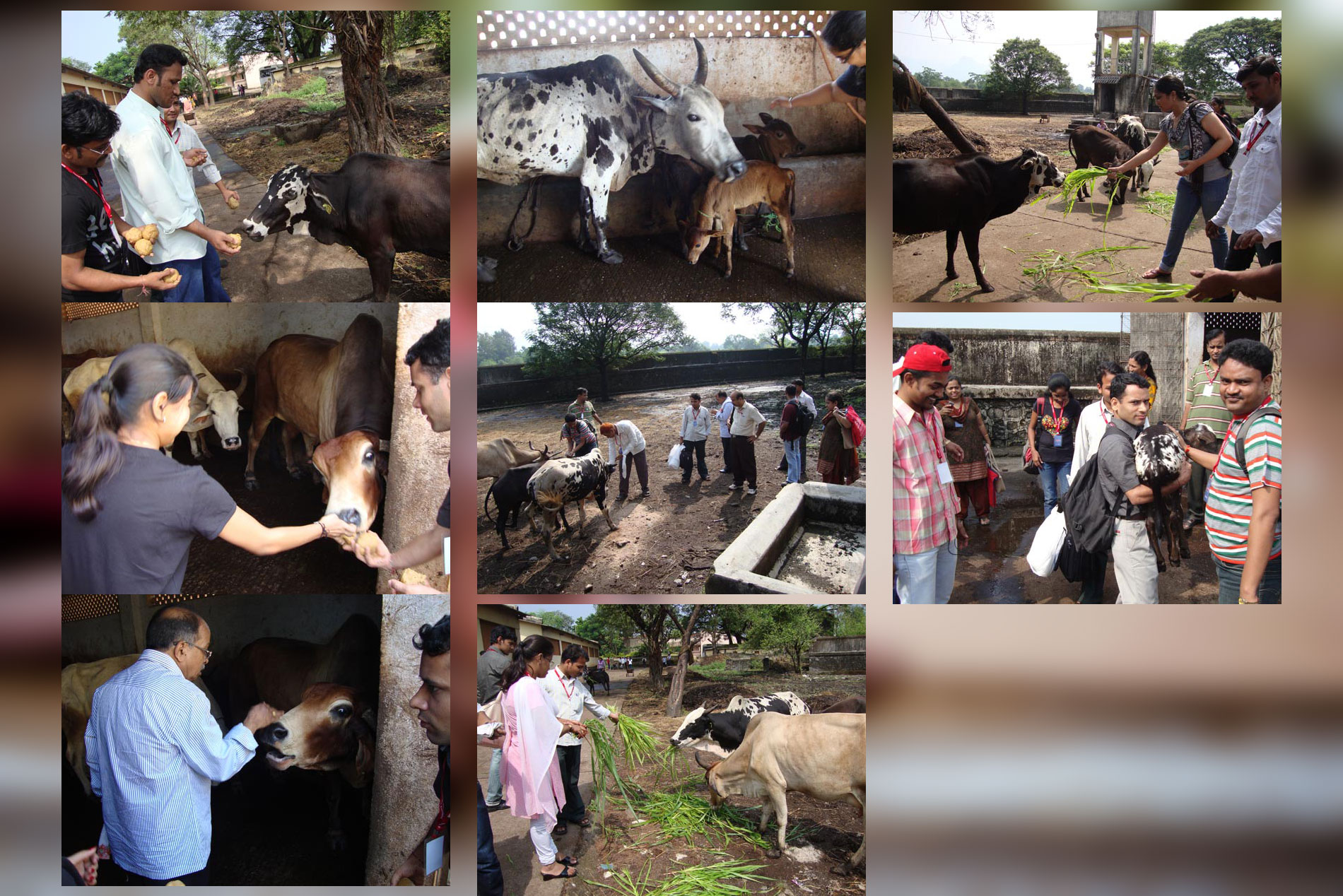 Animal Care